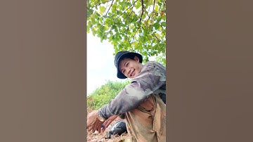 Lần đầu bé đi săn cá lóc bông #cauca #caucathugian #caucaloc