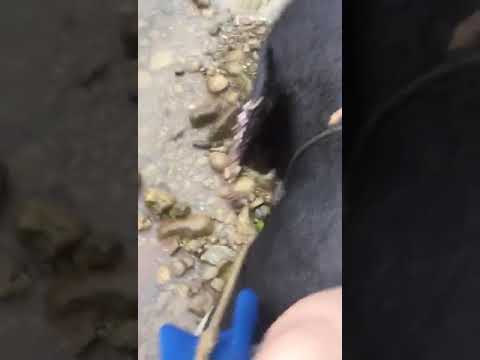 أرقص لي يا فيل يا بو زلومة ليلي نظمي