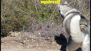 Squirrel Stalking by JustFluffinAround 216 views 2 weeks ago 44 seconds