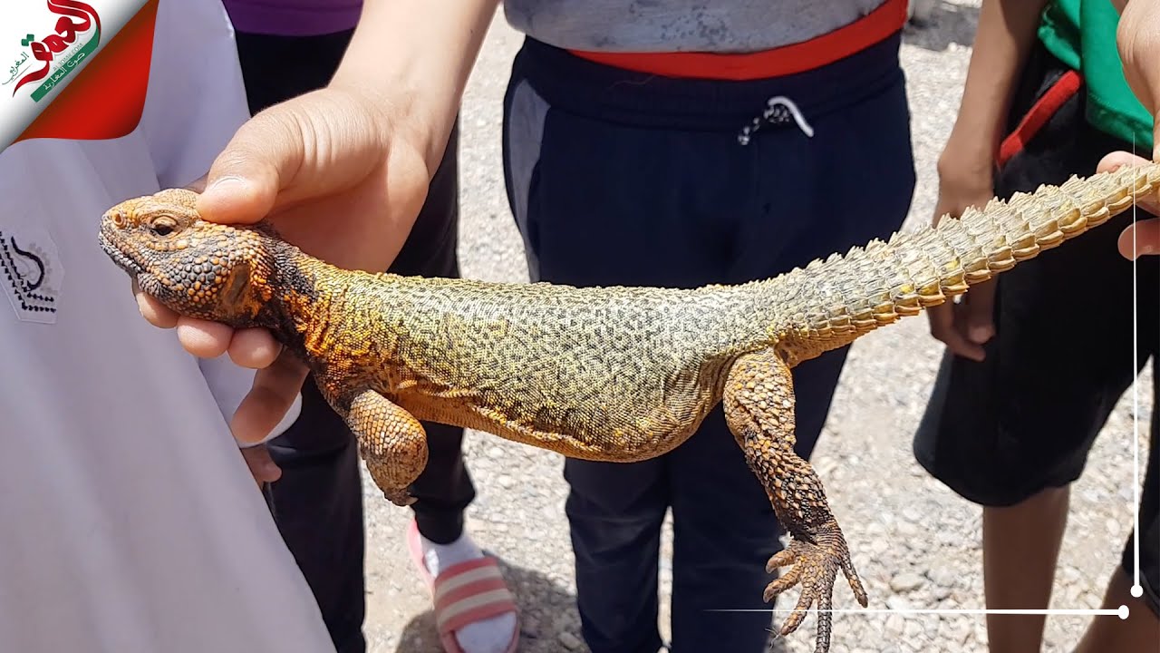 يعتبر وجبة شهية لدى الصحراويين.. الضب حيوان شبيه بالتمساح يعيش بالمناطق ...