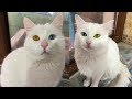 Turkish Van Cat with Colorful Eyes | Visit to Cat House の動画、YouTube動画。