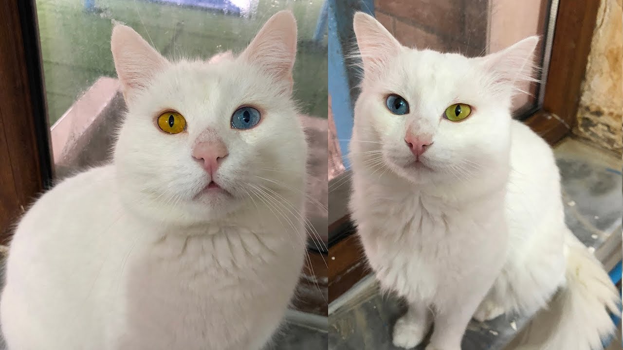 Turkish Van Cat with Colorful Eyes 