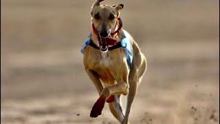 2024 Doha Qatar Qualification Saluki Race 2 for 2Km  Distance by SALUKI RACE  433 views 2 months ago 2 minutes, 38 seconds