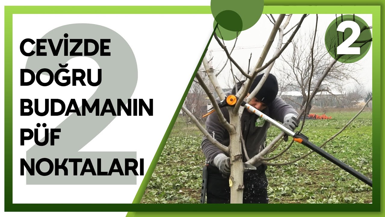 4 YAŞINDA YANLIŞ BUDANMIŞ BİR CEVİZİN, DOĞRU ŞEKİLDE BUDANMASI (2. Budama Örneği)