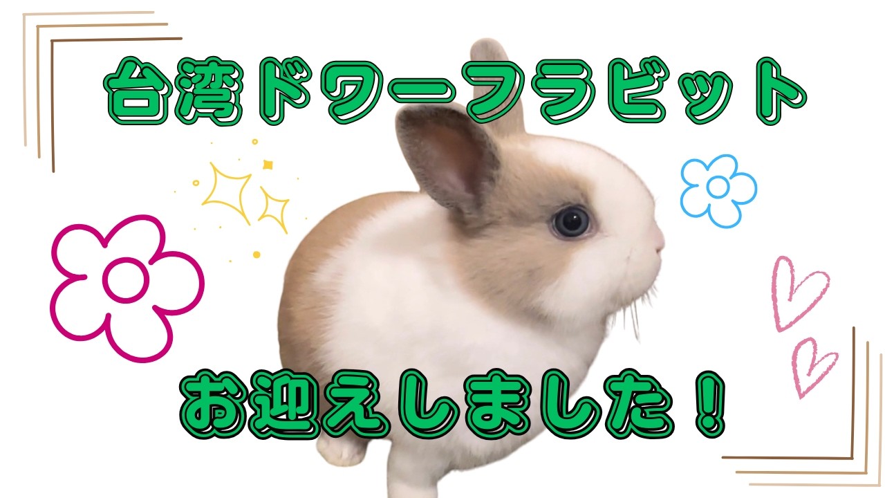 BIGLUCKYWORKS ウサギ　台湾　ソフビ うさぎ】台湾ドワーフラビットの子うさぎがやってきた！！ - YouTube