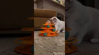 Cat Toys and Treats Review