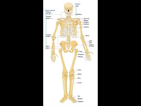 14-most-common-causes-of-pain-under-right-rib-cage