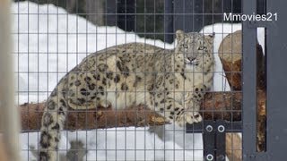 見られてるよ！ユキヒョウの視線~Snow leopard watching Red Pandas