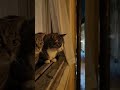 #cat #movie