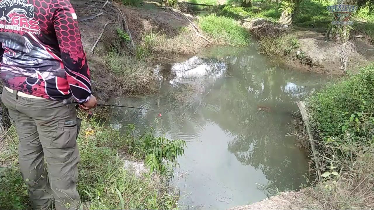 Mudah banget casting ikan gabus di kalimantan 