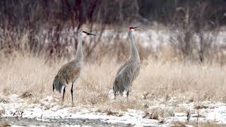20210316 - Tichigan State Wildlife Area - Sandhill Cranes - Calling