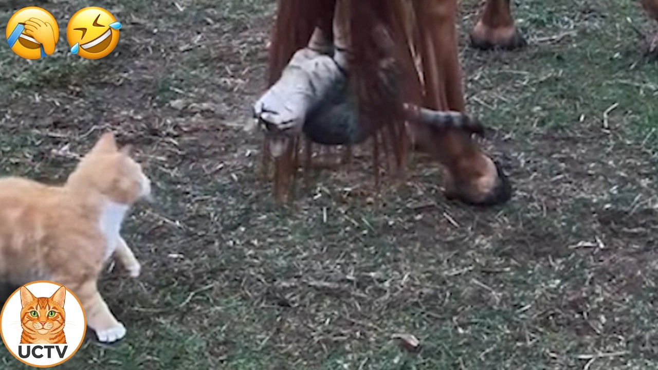 30 МИНУТ КОШАЧЬЕГО ХАОСА! 😼 (Испытание «Попробуй не засмеяться», часть 3)