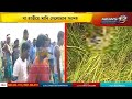 বিহালীত অর্ধগলিত মৃতদেহ উদ্ধাৰ | News 12 Assam North East