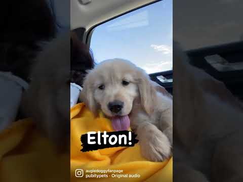 8-week-old Golden Retriever