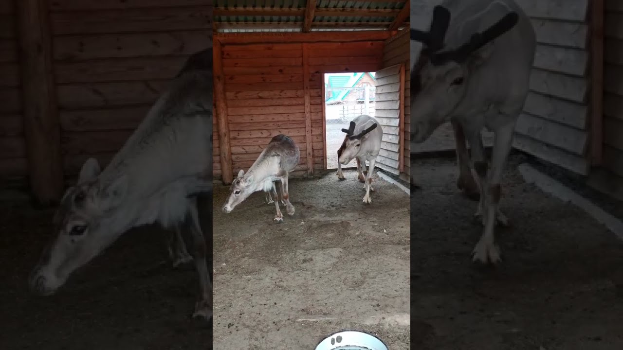 как установить счетчик оленей в резервуары