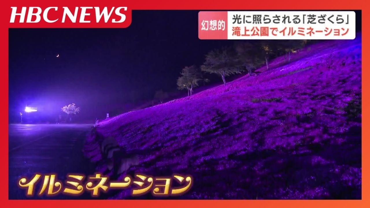 Breathtaking View] Full-Bloom Moss Phlox Illuminated! First-Ever