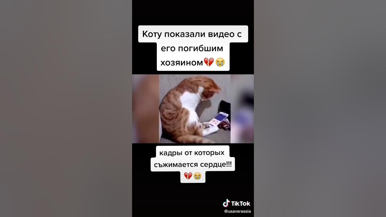 кошачья могила. кот увидел погибшего хозяина. кот умерший хозяин. растрогали до слез кота. сербские коты.