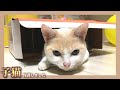 【問題発生】赤ちゃんと猫が仲良くなり過ぎた結果