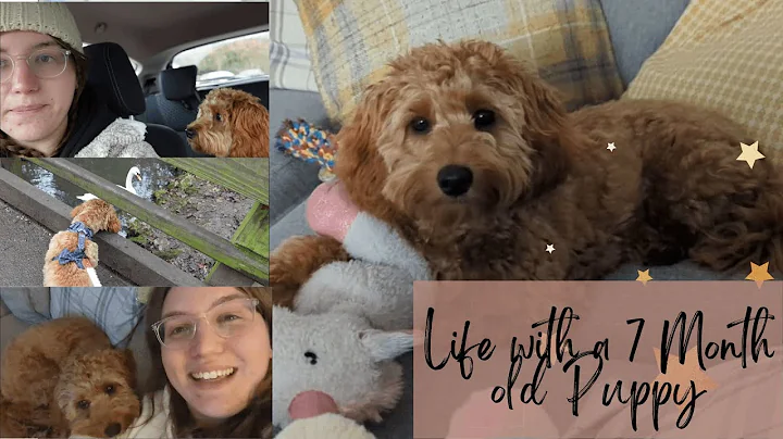 Life with my 7 Month Old Cavapoo Puppy | Weekend Vlog | Dog Training | Separation Anxiety |