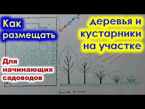 РАЗМЕЩЕНИЕ ДЕРЕВЬЕВ и кустарников на участке