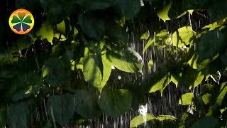 Дождь, Звуки Природы, Шум Дождя, Звуки Дождя Для Сна Ночью