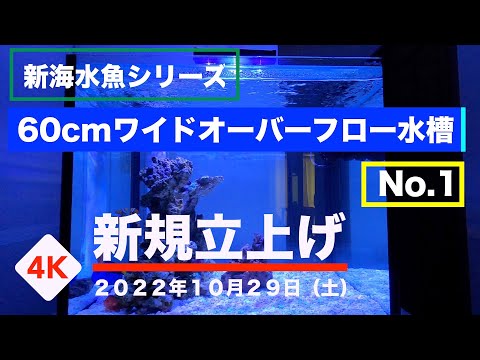 新 海水魚水槽 60センチワイド オーバーフロー水槽 No.1 2022年10月29
