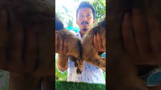 Serampore Pet Market Lhasa Dog Collection 2023 shorts