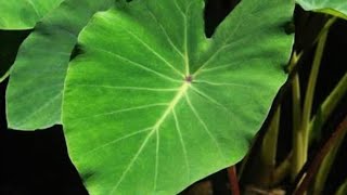 Arbi ke patte ke vade recipe | Arbi ke patte ke badi recipe | patodi | colocasia leave dish