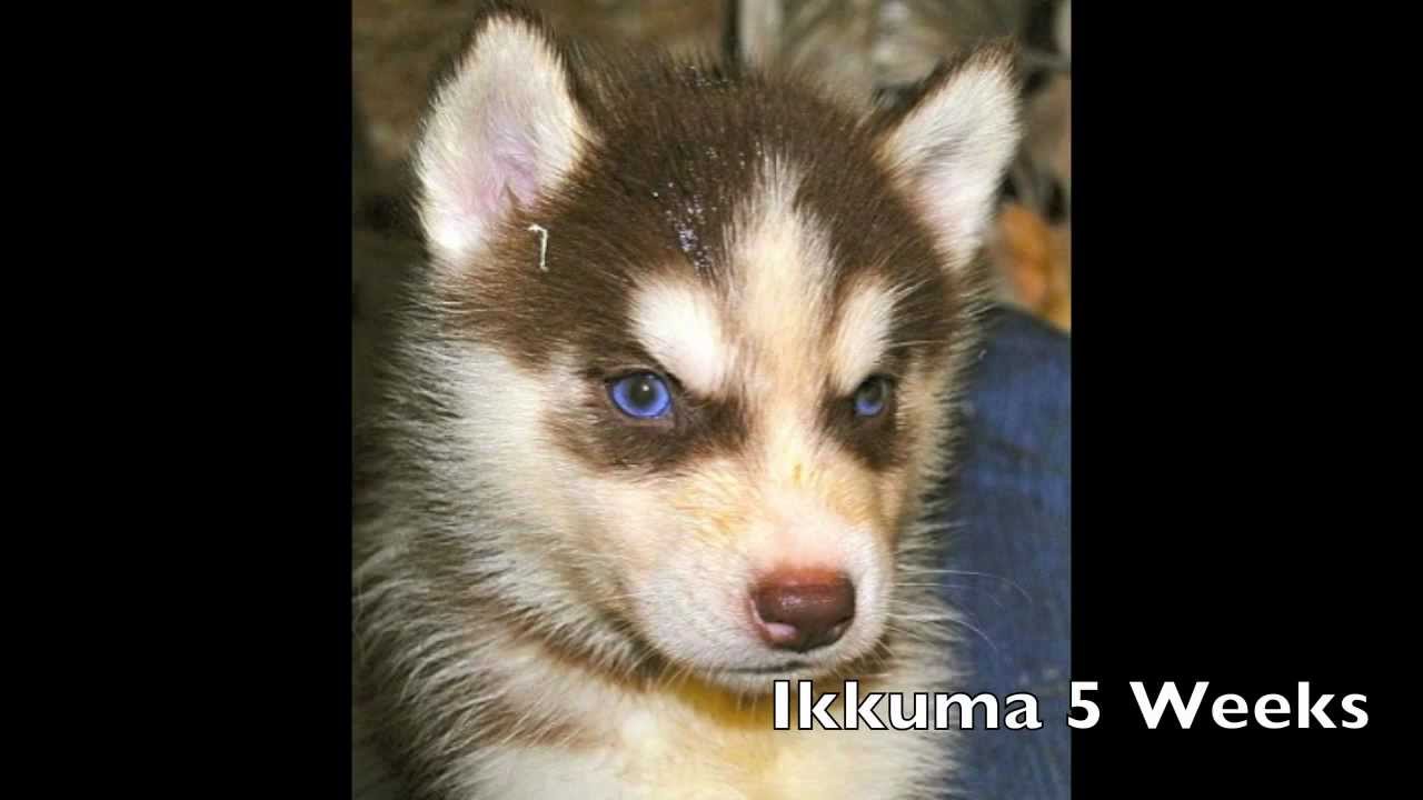Siberian Husky Puppy- Ikkuma the Fire & Ice Husky - YouTube