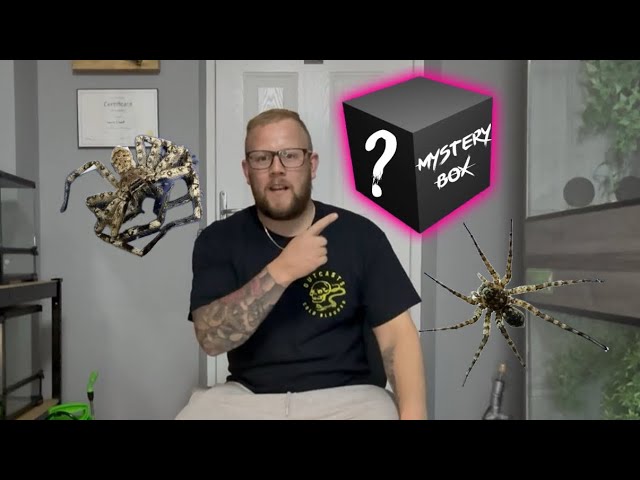 Mystery box of true spiders - Spider shop Uk