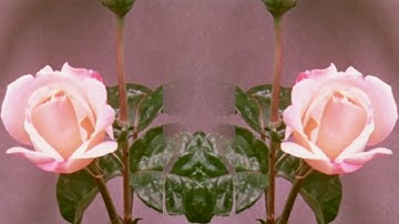 16BL - You Are High (Official Music Video)