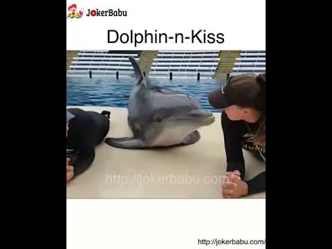 Funny pets compilation - YouTube