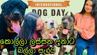 බලු සුරතල් | International Dog Day | Dog show at viharamahadevi park | Dog lovers @WolfyVlogs