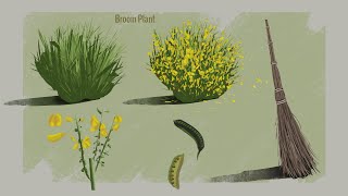 Broom Plant Study - Timelapse