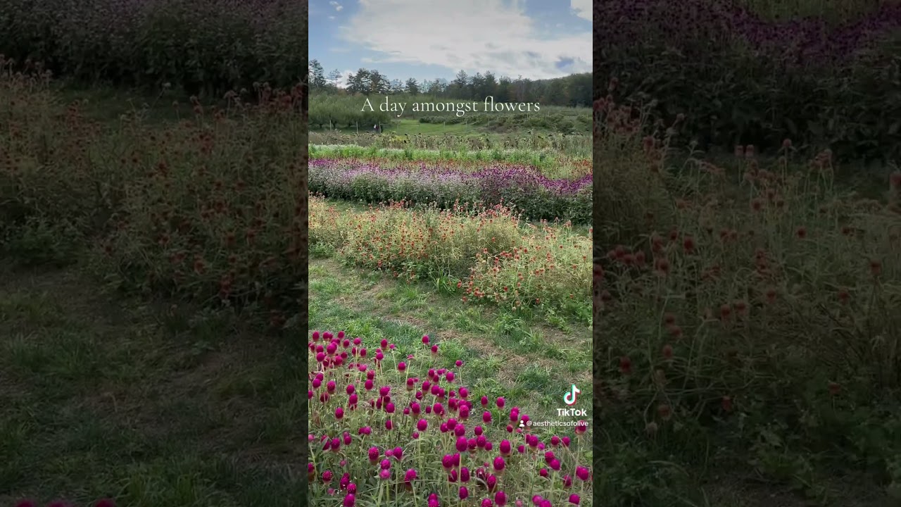 Cold New England Day in a Field of Flowers | Aesthetics of Olive