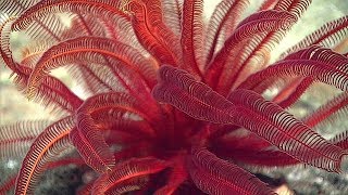 Facts: The Feather Star