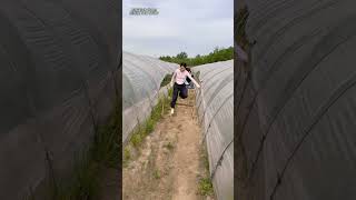I heard the second crop of melons is ripe again #Funny #FunnyVideo #TotallyUnexpected #Cou