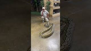Giant 17ft Reticulated Python 😱 #shorts #animals #reptile #giant #python #dinosaur #snake