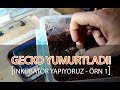 Gecko YUMURTLADI ! Basitçe İnkübatör Yapımı ''1'' ( Akvaryum Isıtıcılı )