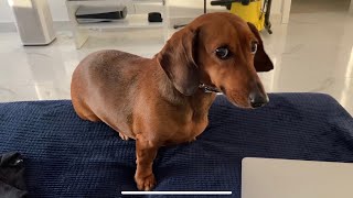 Dachshund pretends her owner is not around