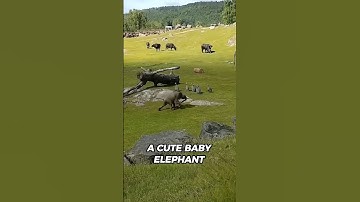 Cute baby elephant trips while playing with birds.