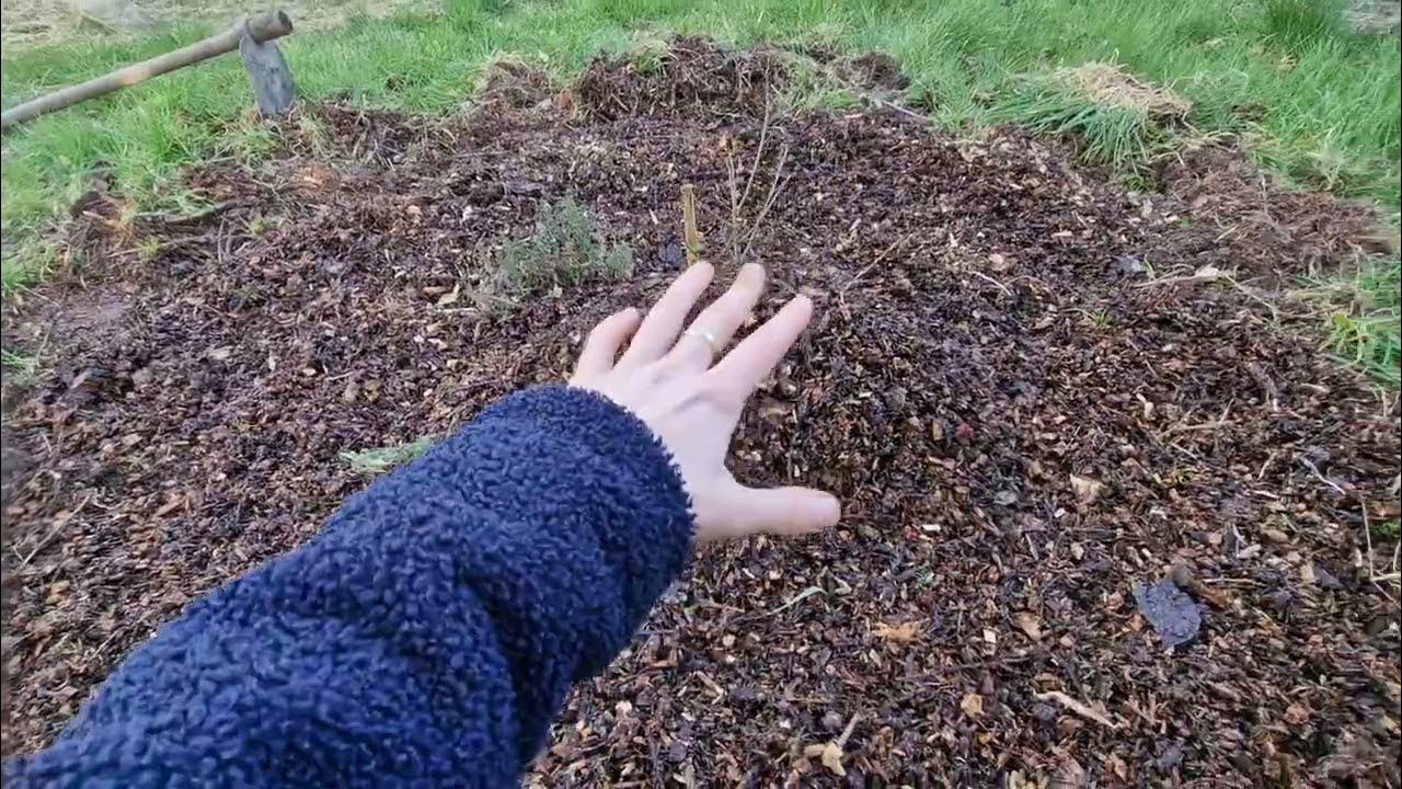 about-aronia-hugin-and-the-mound-layering-method-expanding-the-young