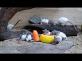 Cat games  cat tv  adorable mouse digging burrows squabble playing  mouses for kittens