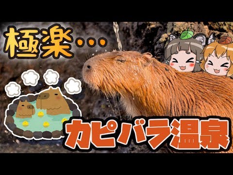 【ゆっくり解説】カピバラが温泉に入るのはナゼ？知られざる秘密とは…