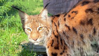 WILD LYNX OUT FOR A WALK / Martin allowed himself to be petted