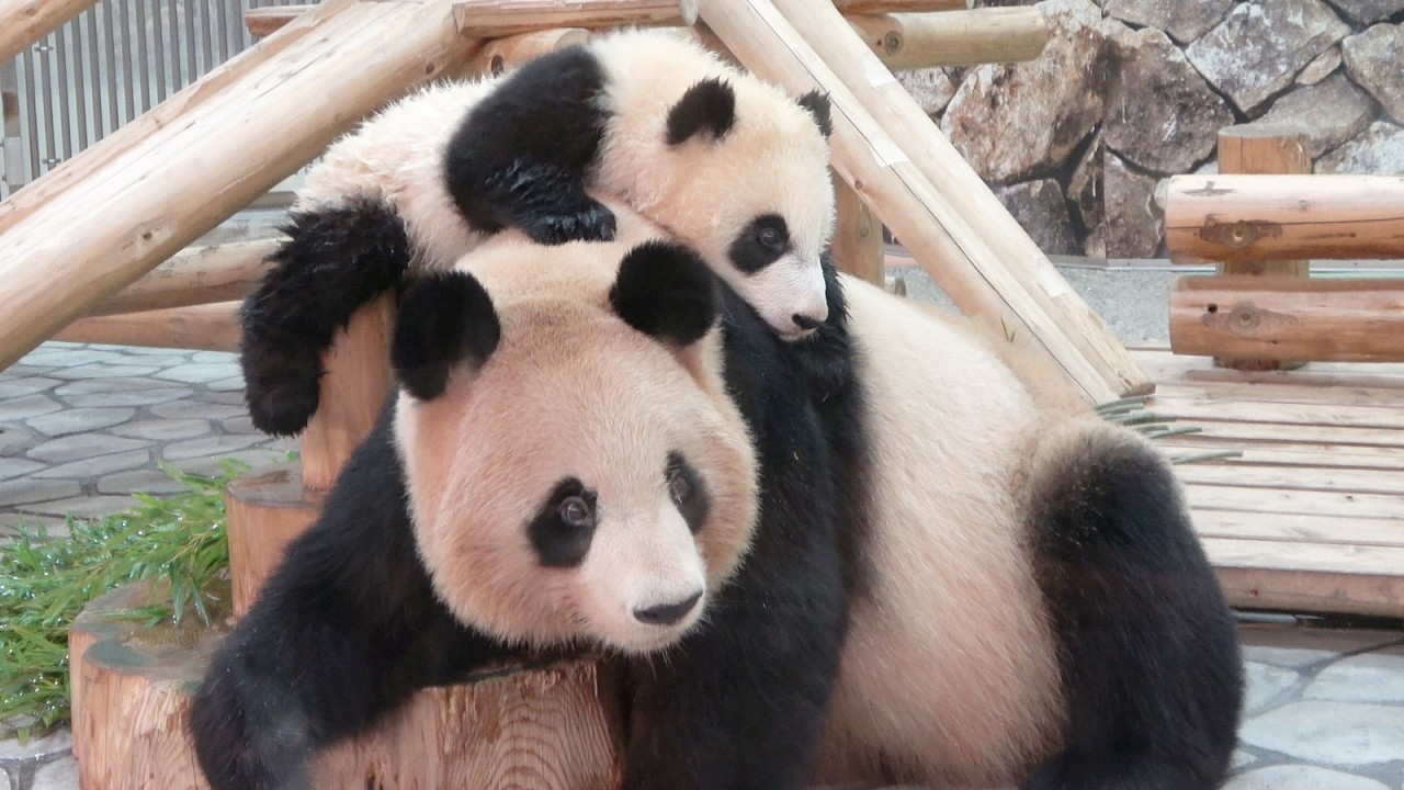 The scene where he climbs on top of his mother is so cute, just