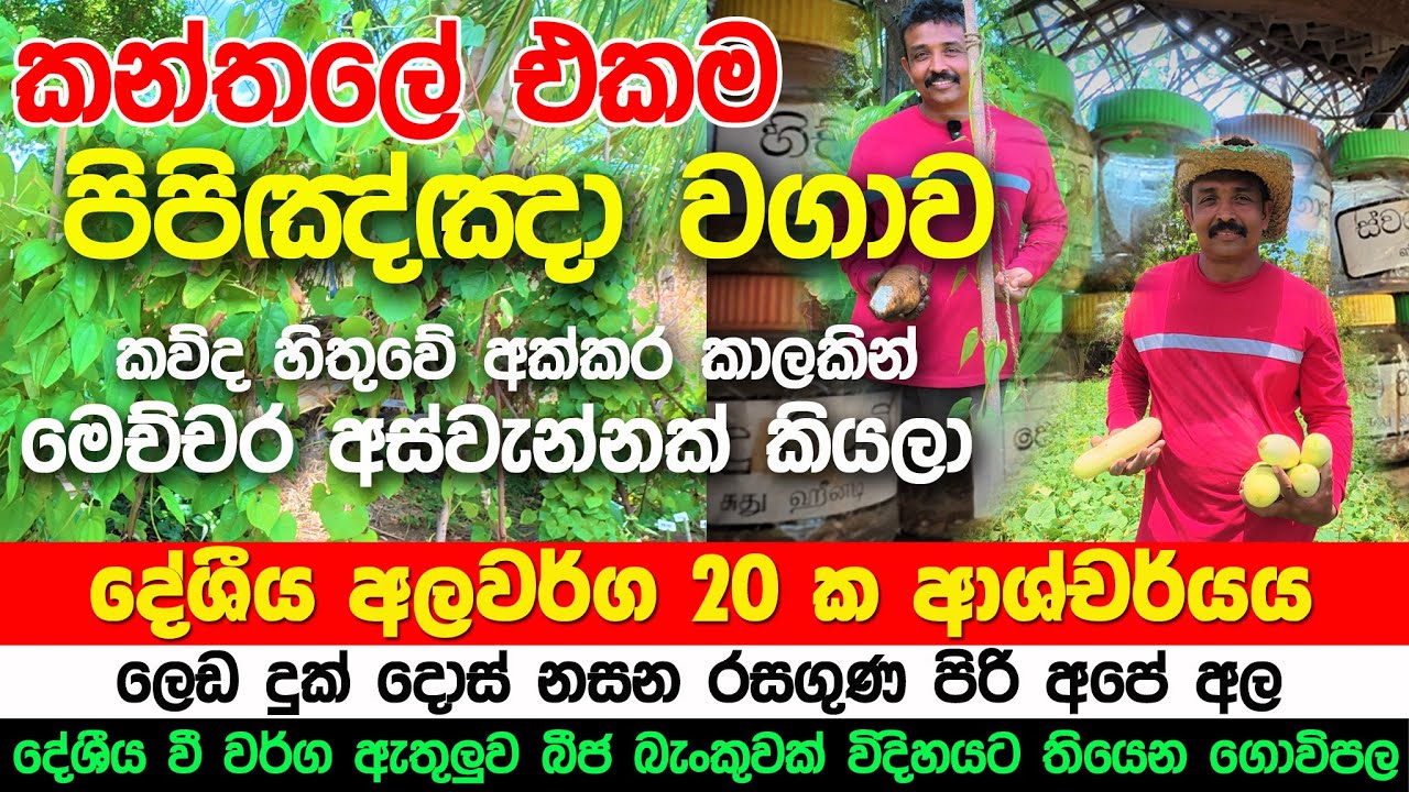 කන්තලේ එකම පිපිඤ්ඤා  වගාව | දේශීය අලවර්ග 20 ක ආශ්චර්ය #traveltrinco #agriculture #agri #srilanka 
