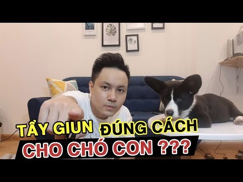 KINH NGHIỆM TẨY GIUN CHO CHÓ CORGI ĐÚNG CÁCH NTN | Vlog Zớ Zẩn #18