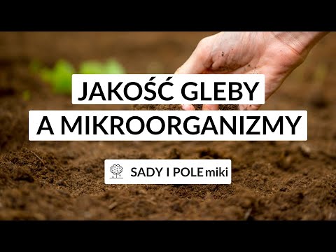 Wideo: Mikrobiologiczna Degradacja Insektycydów Fosforoorganicznych - Indukuje Nietolerancję Glukozy Poprzez Glukoneogenezę