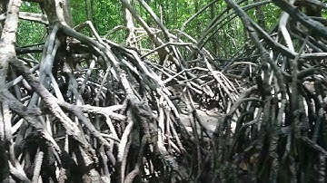 Rừng đước Năm Căn #datmui